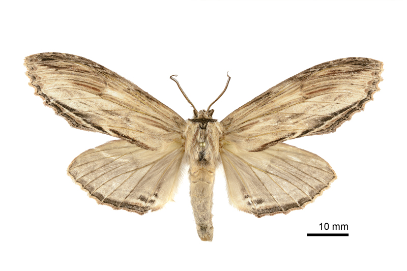 Rachia lineata Female
